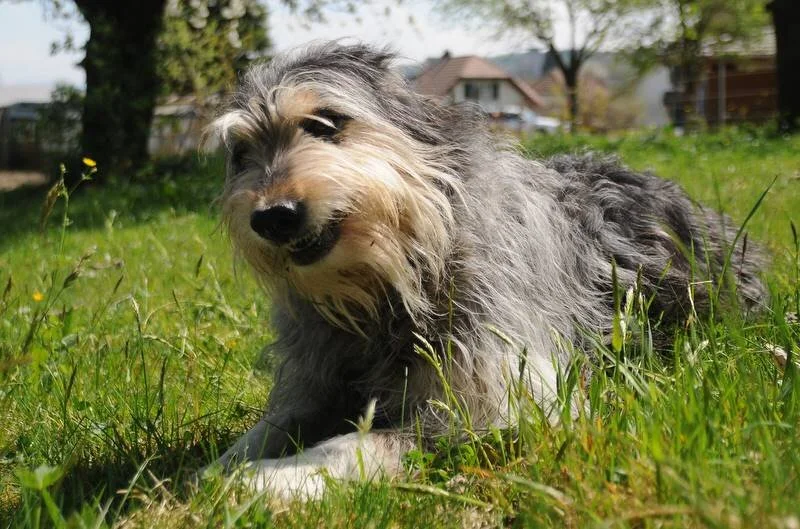 Ch. Rothlin_lachender H in Wiese.jpg