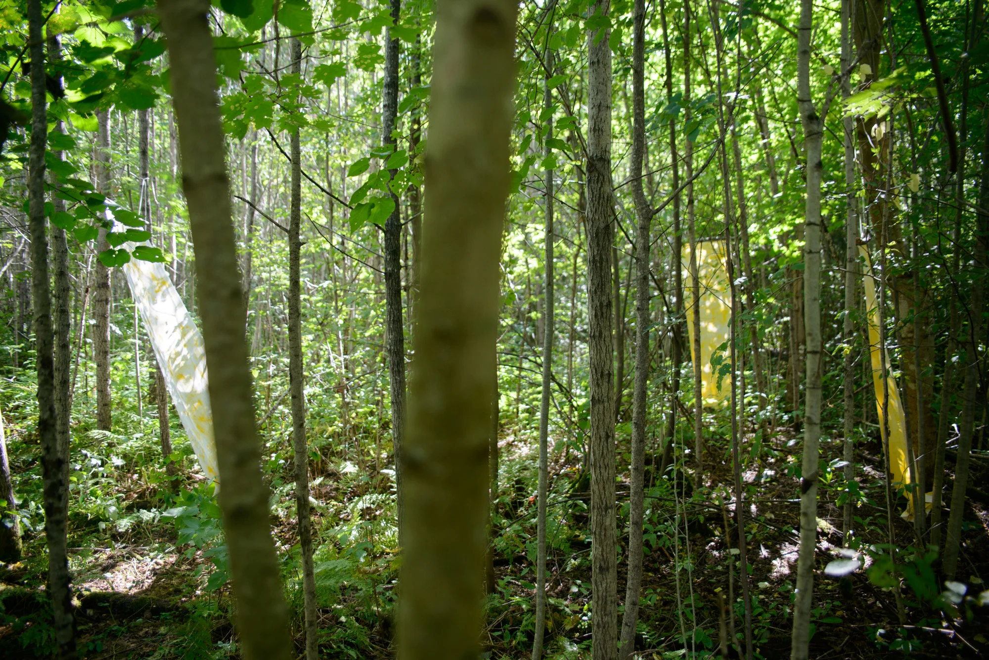 _DSC4798.jpg