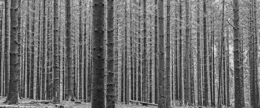 wood for the trees crop.jpg