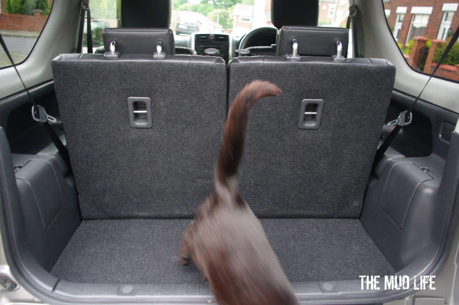 Malcolm, the Mud Life cat, decided against going for a trip out in the 'not so' roomy back.