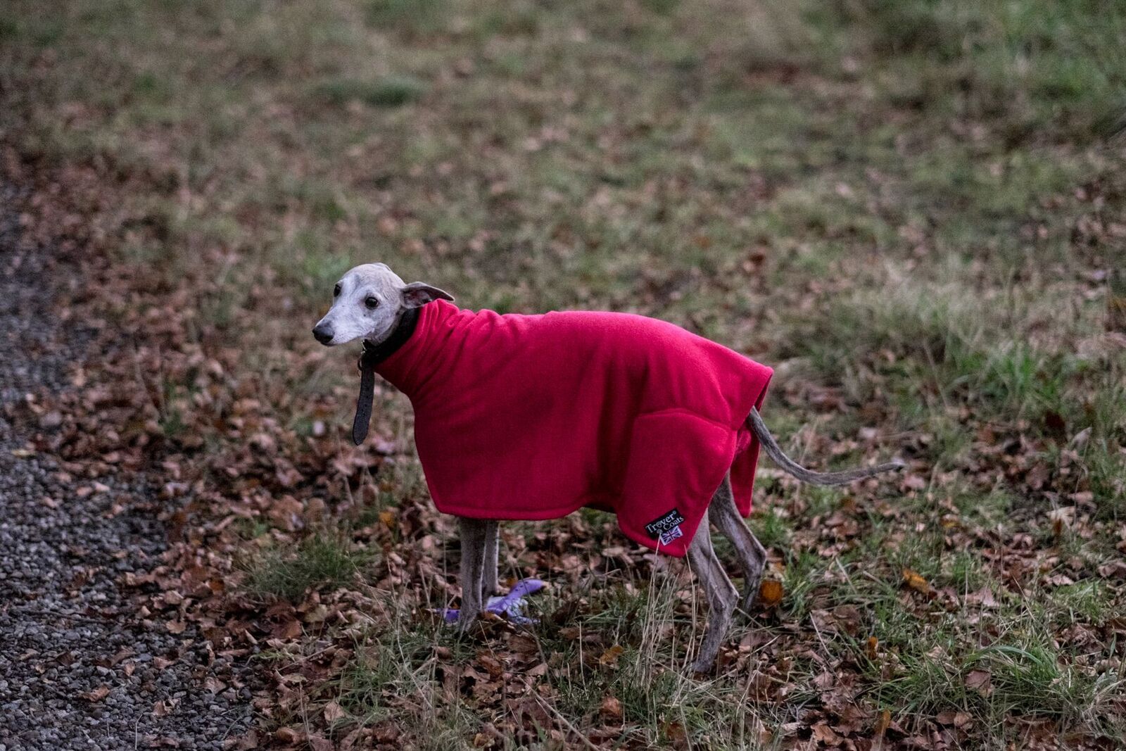 trover dog coats