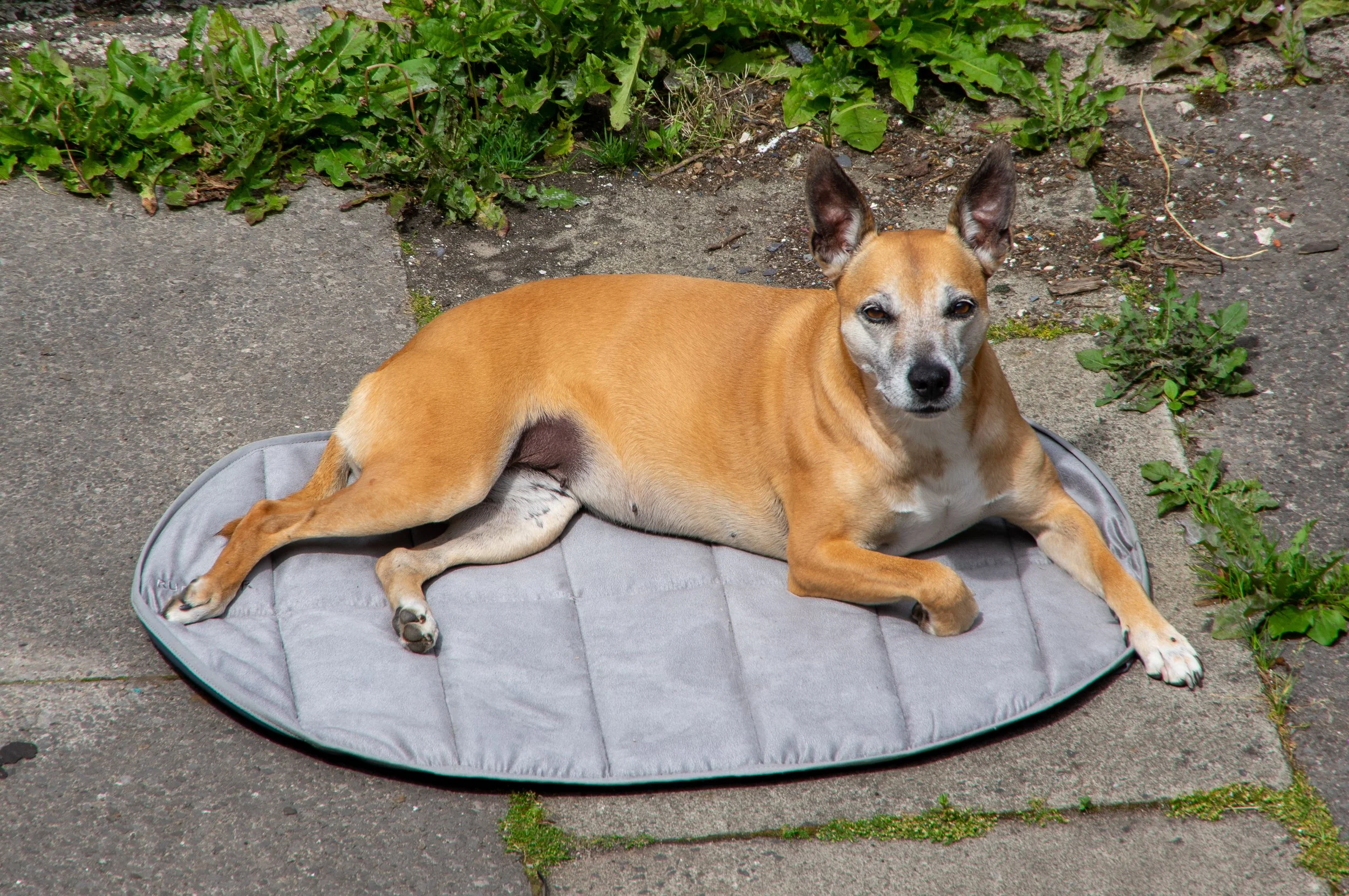 Ruffwear Highlands Dog Pad Review