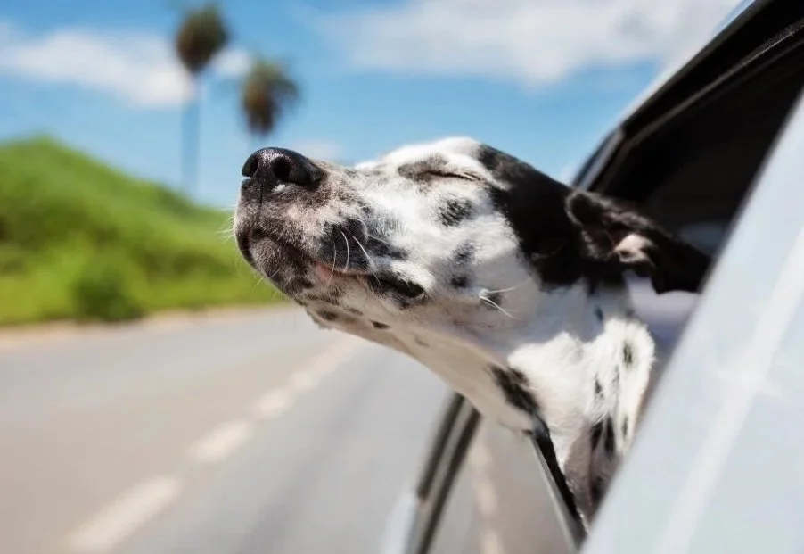 a Dalmation dog with its head out of a car window
