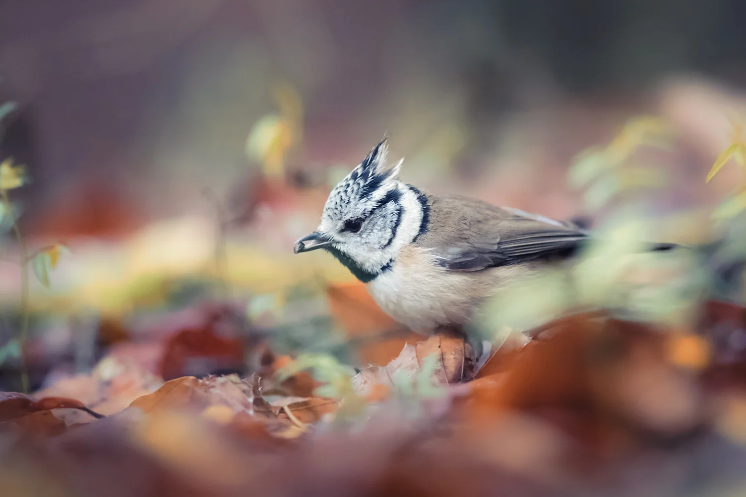 Im Herbstwald