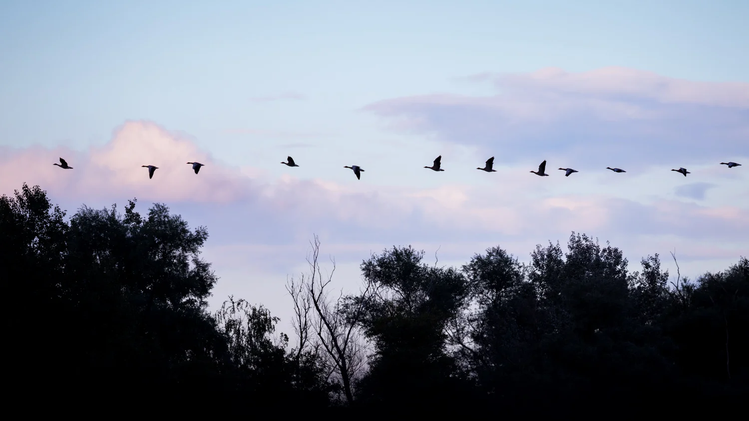 Linienflug