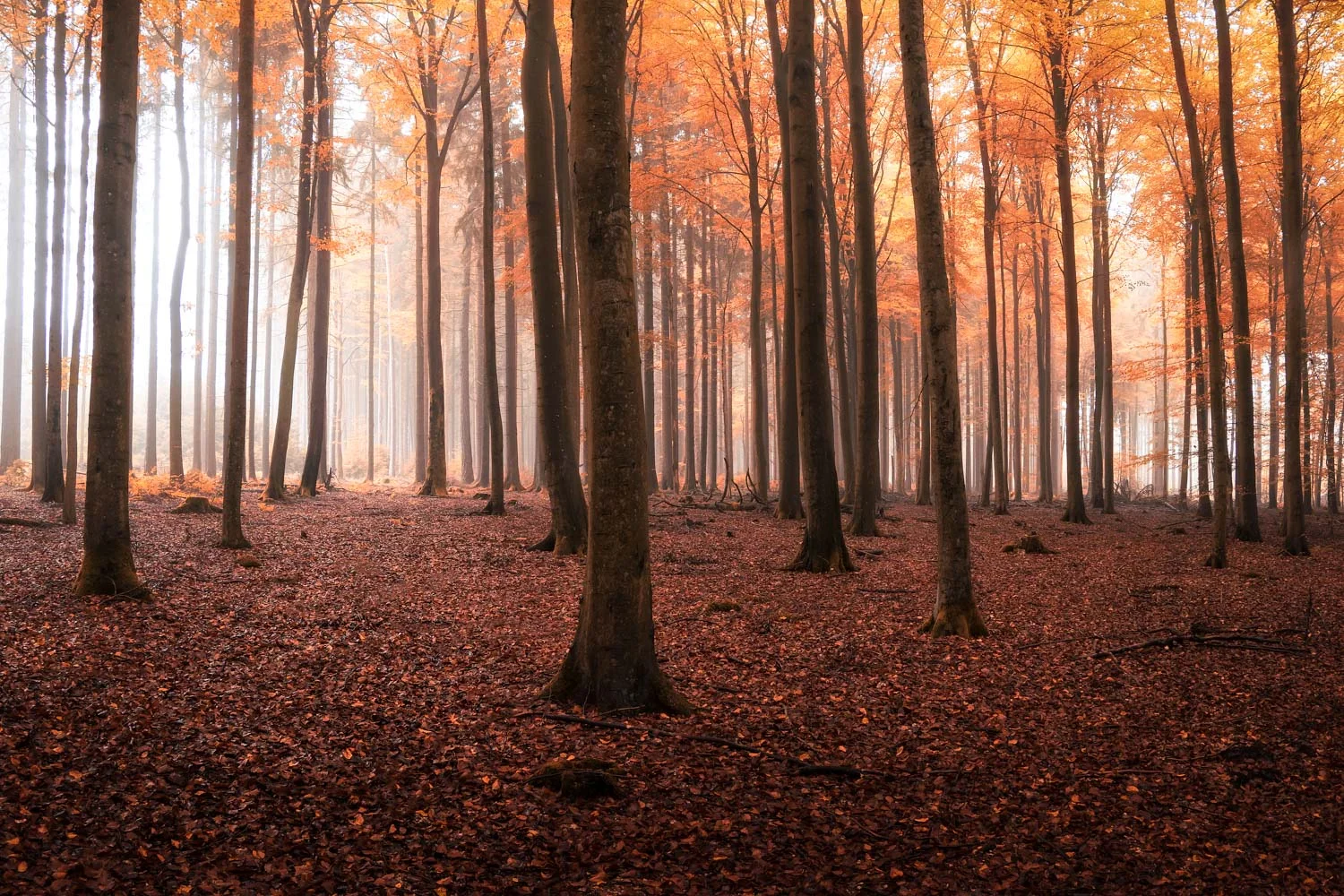 Leuchtender Herbst II