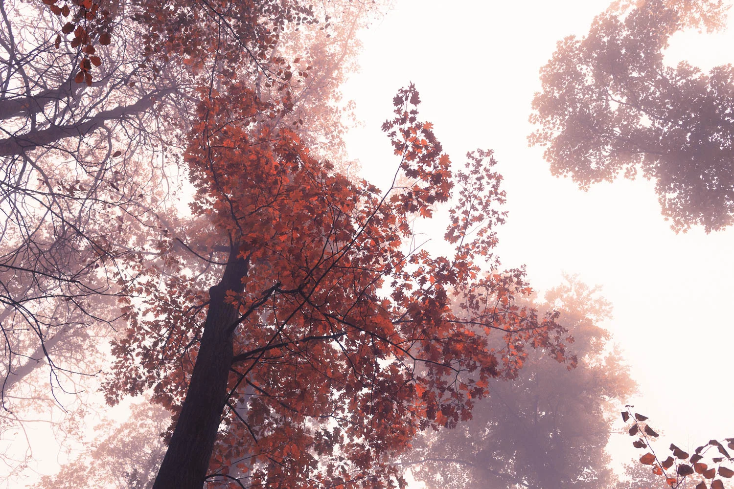 Leuchtender Herbst III