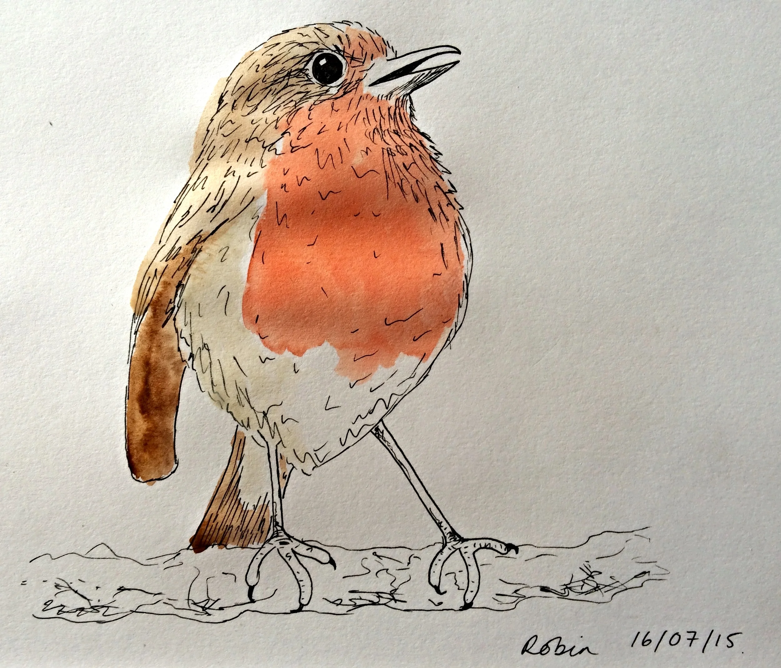 Robin. July 2015