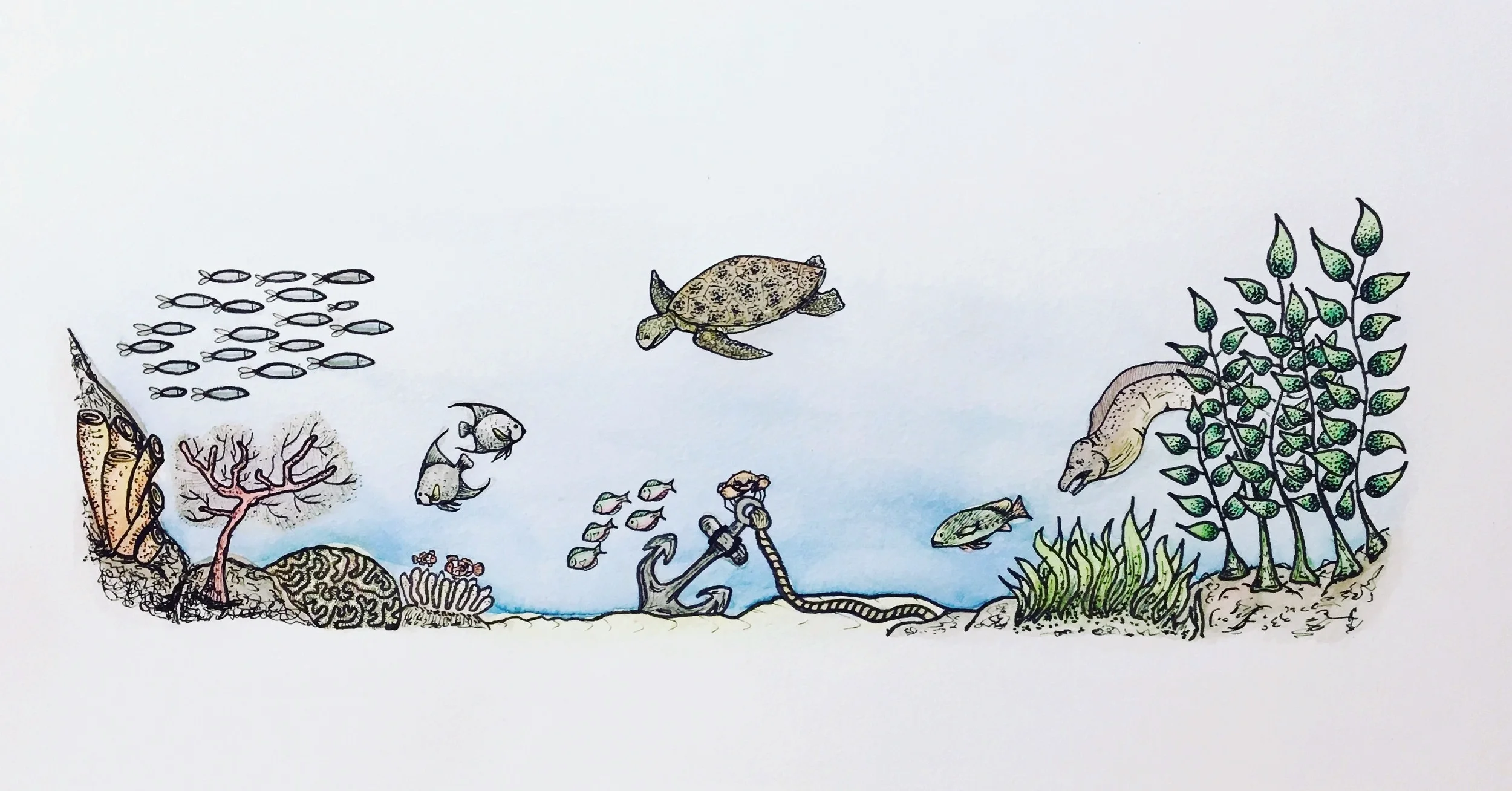 Life under the sea - May 2016