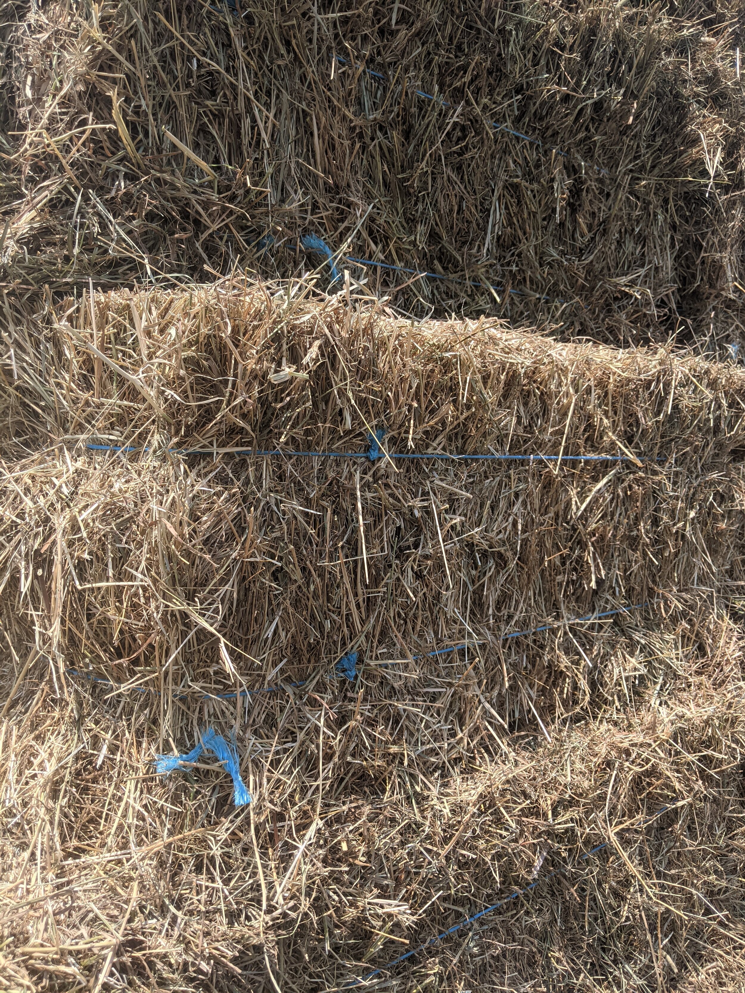 close up of hay.jpg