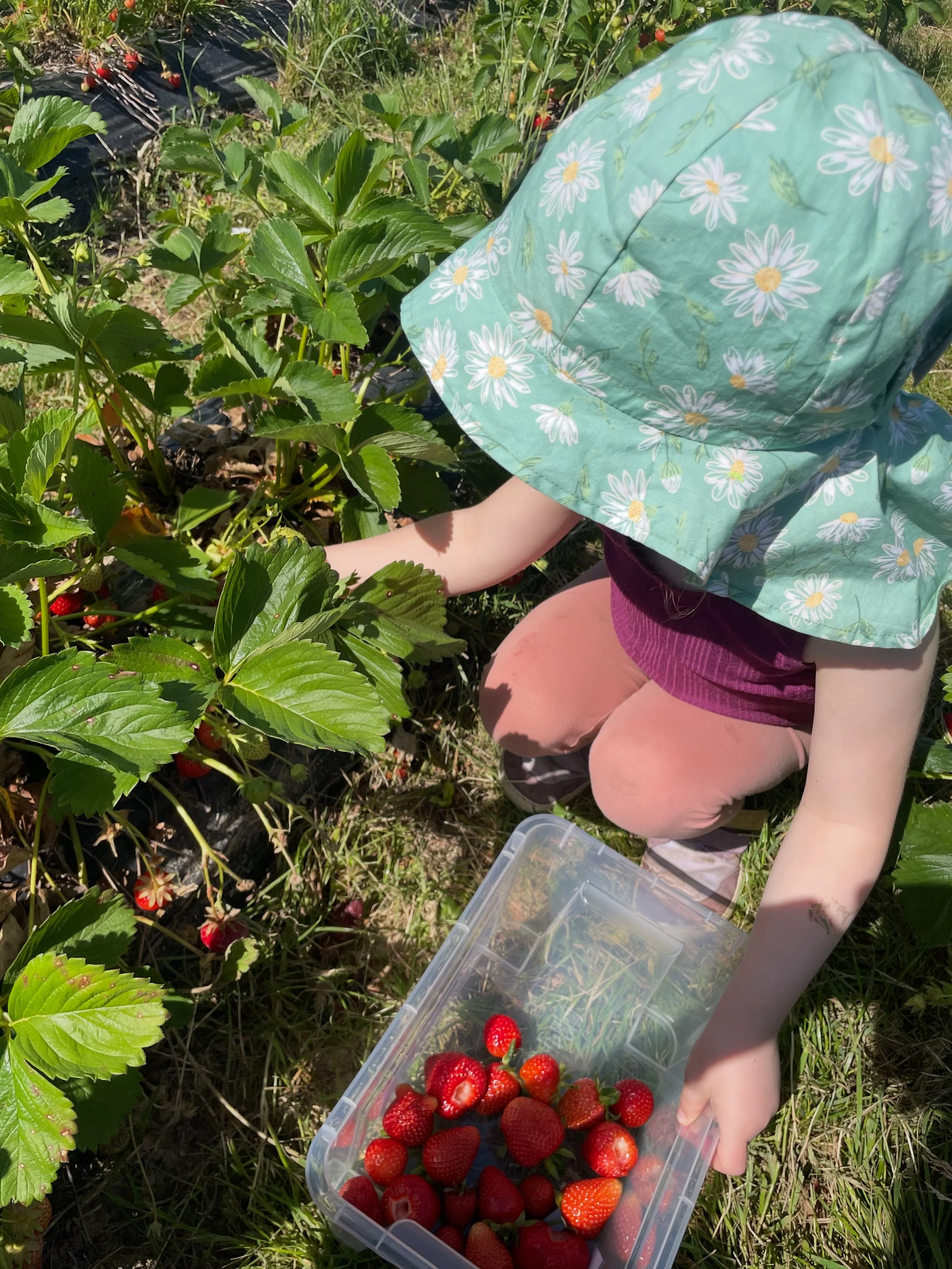 Erdbeerzeit ist jetzt! 🍓🍓 

Frisch gepfl&uuml;ckt auf dem @aegidiushof.beselich und zu Hause weiterverarbeitet, damit wir die leckeren Erdbeeren das ganze Jahr lang genie&szlig;en k&ouml;nnen! 👩🏻&zwj;🍳

Nat&uuml;rlich haben wir dabei auch ne Men