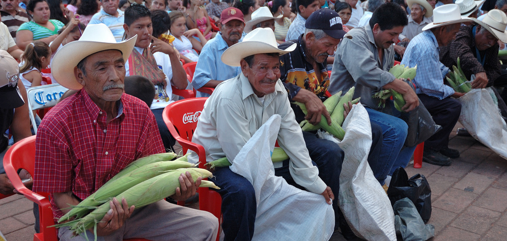 Mexican corn farmers