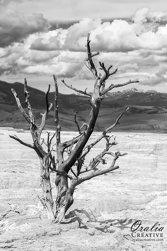 OraliaCreative_MG_8071-bw.jpg