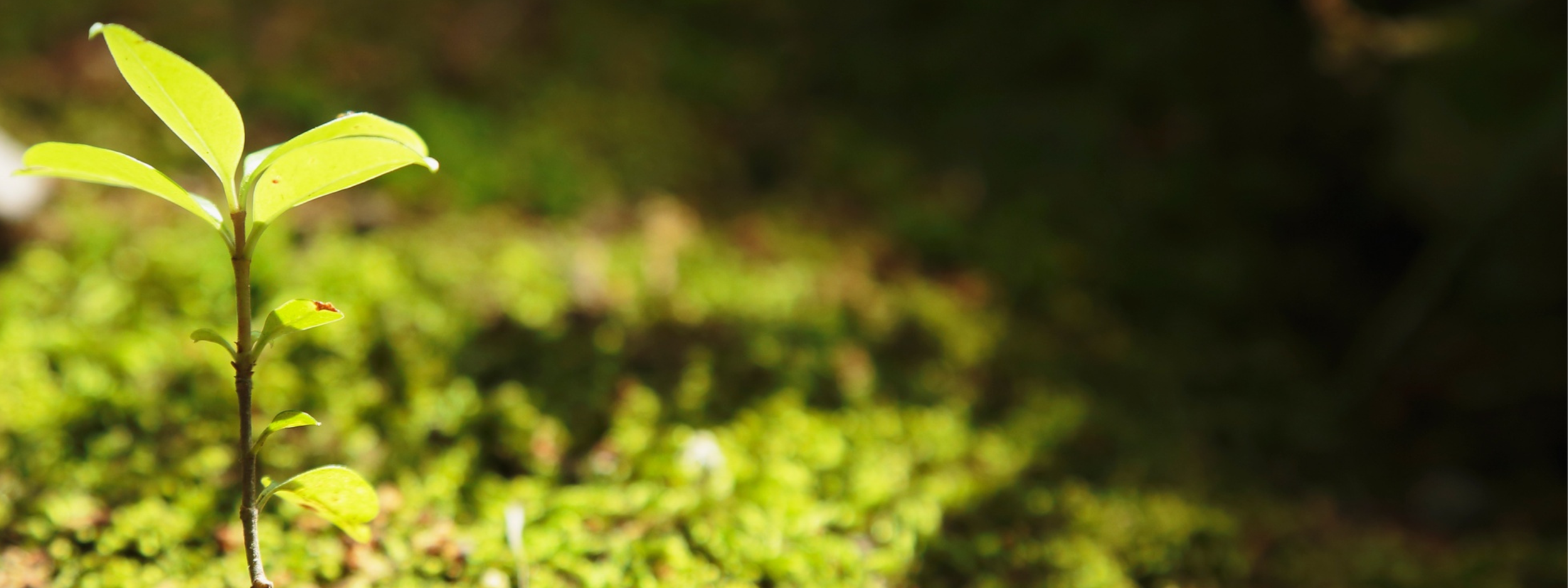 Five questions environmental managers should ask before starting a biodiversity survey