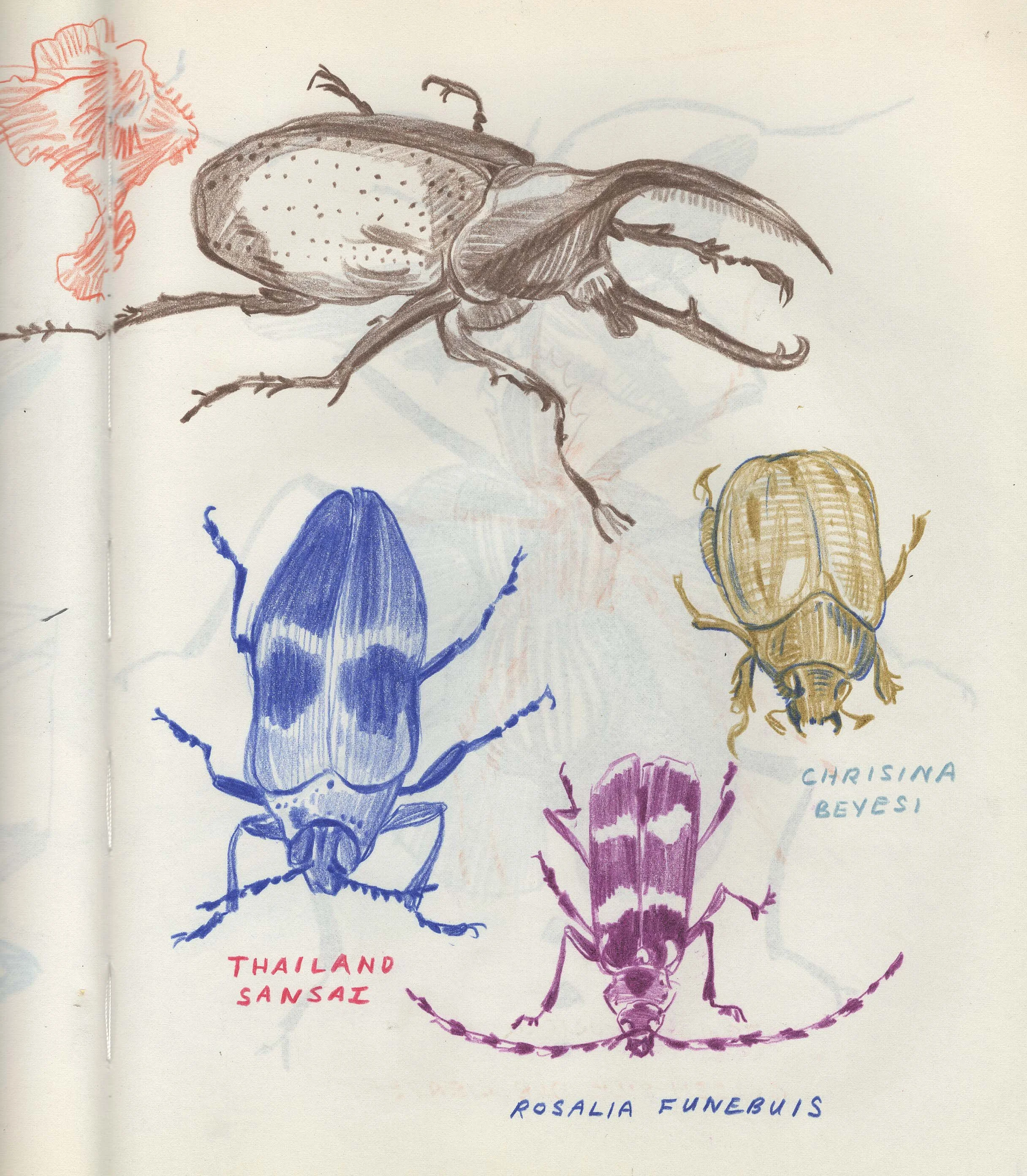 beetles.jpeg