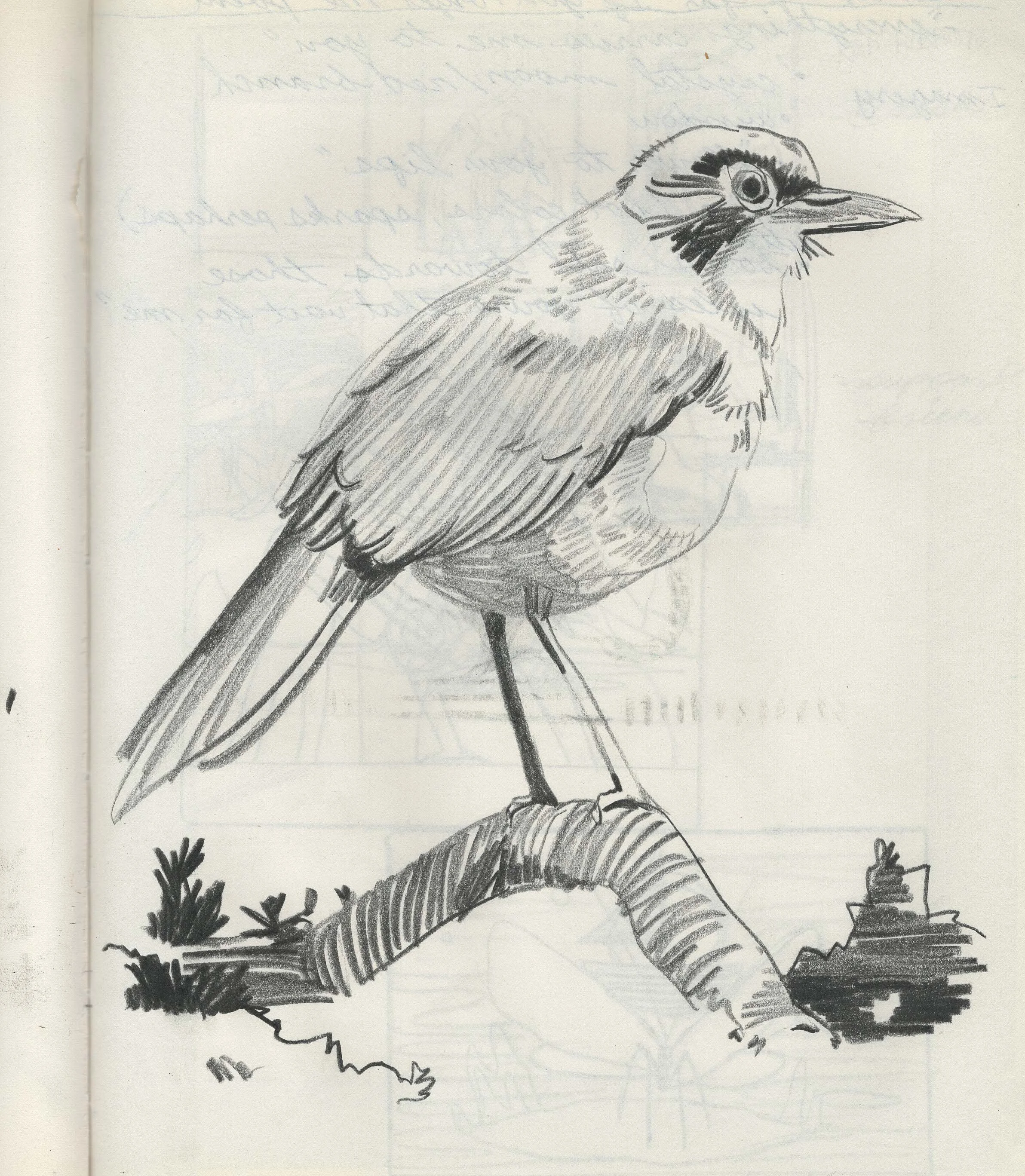 birdy.jpeg