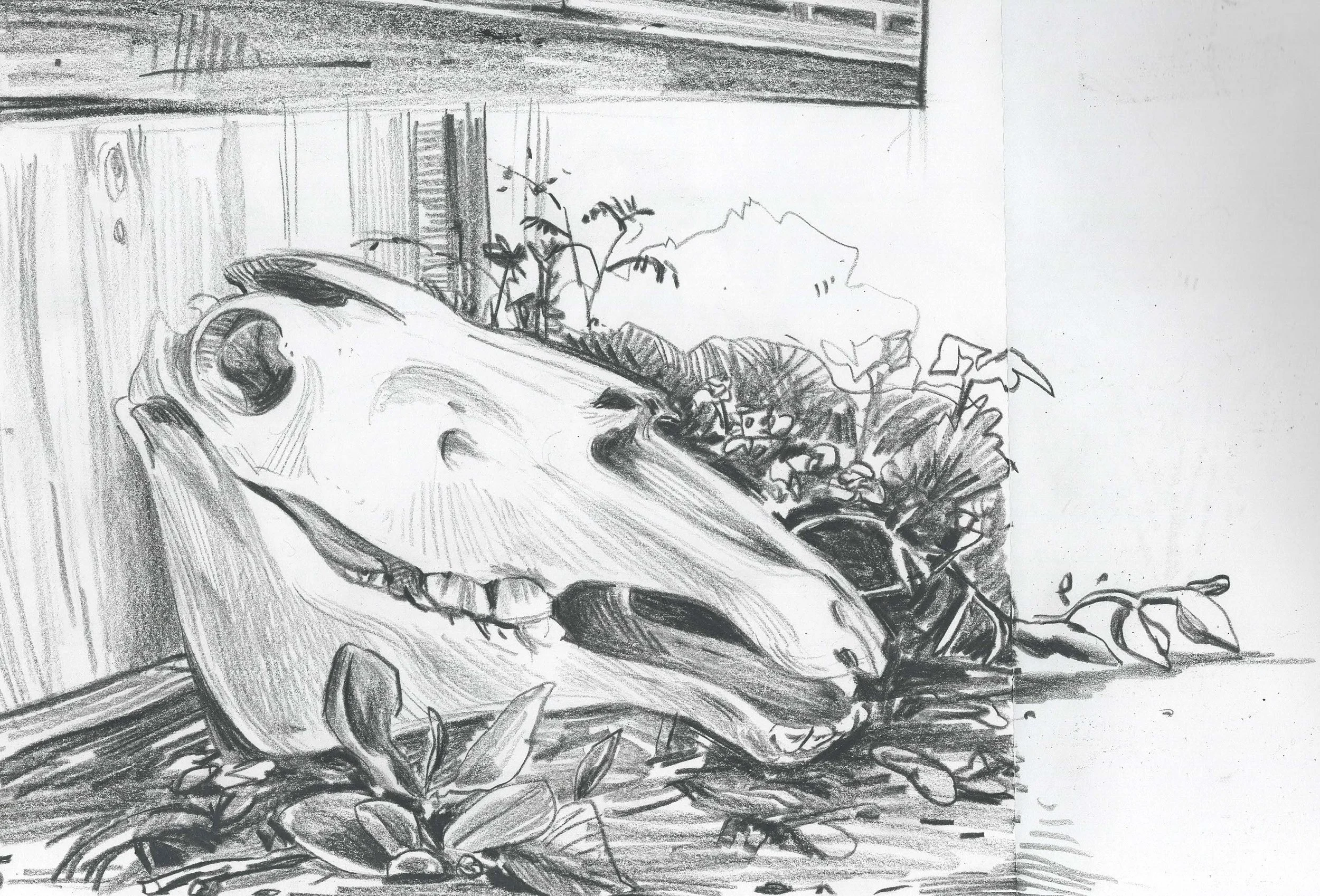 skull.jpeg