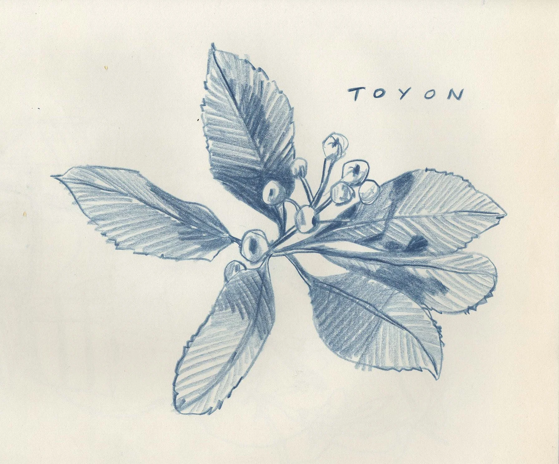 toyon.jpeg