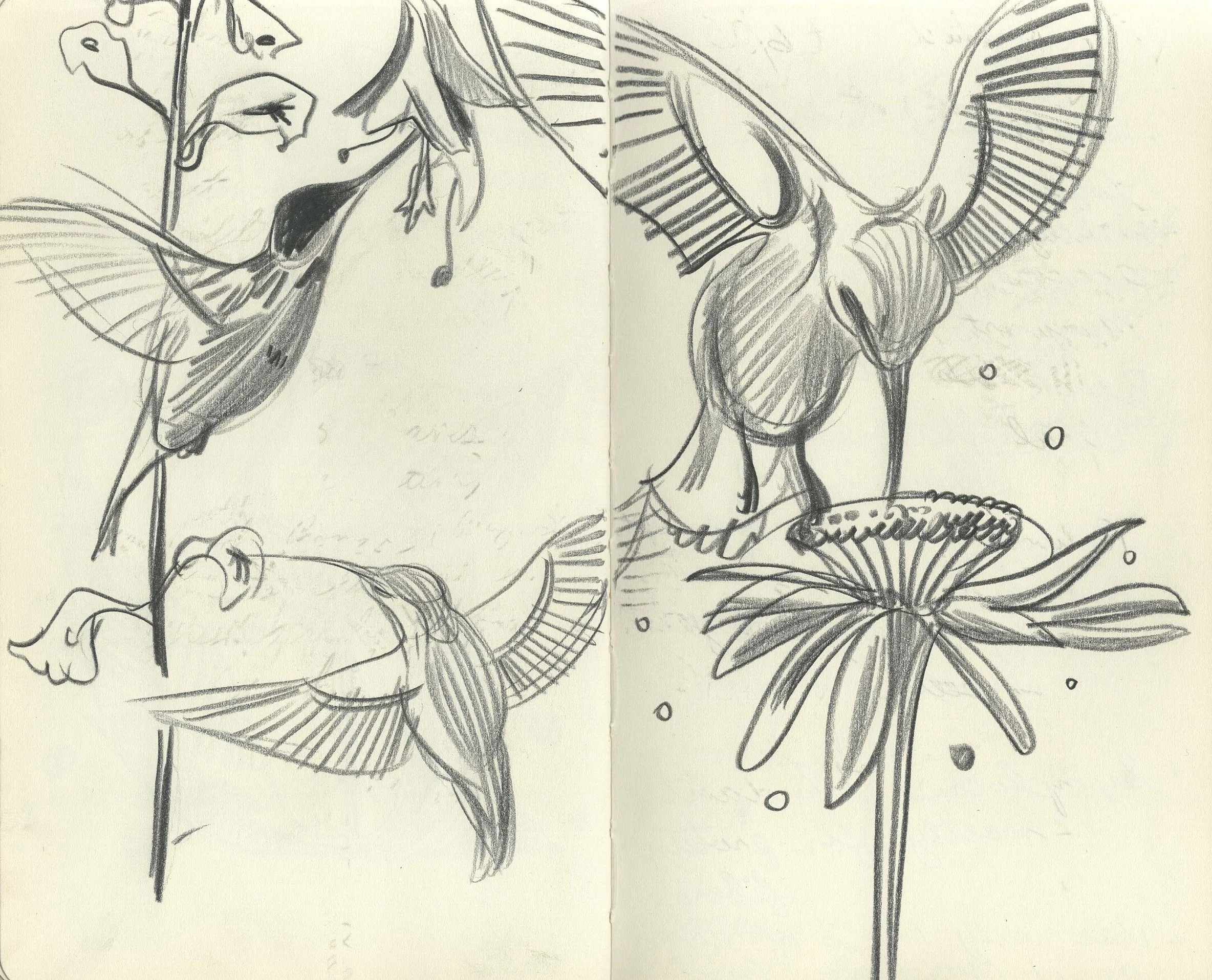 hummingbird.jpeg