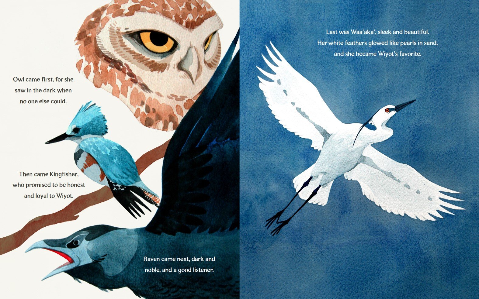 picture book waaaka bird illustration with text 01.jpg