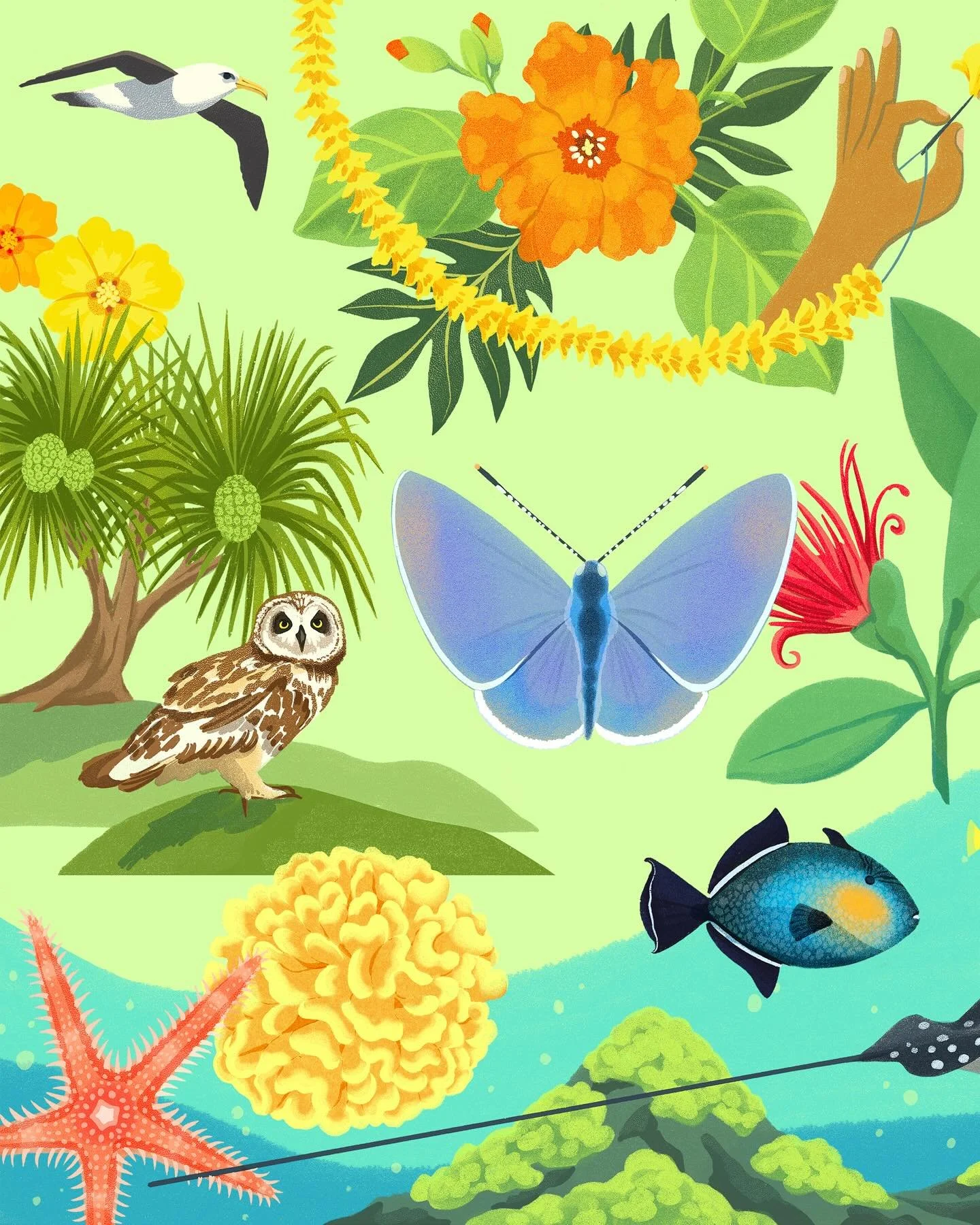 Such a wonderful project to create this banner illustration for the @bishopmuseum in Oahu ~ representing 7 of their science departments with various Hawaiian plants, animals, and ethnobotanical traditions. 

Golly! Those islands embody SO much beauty