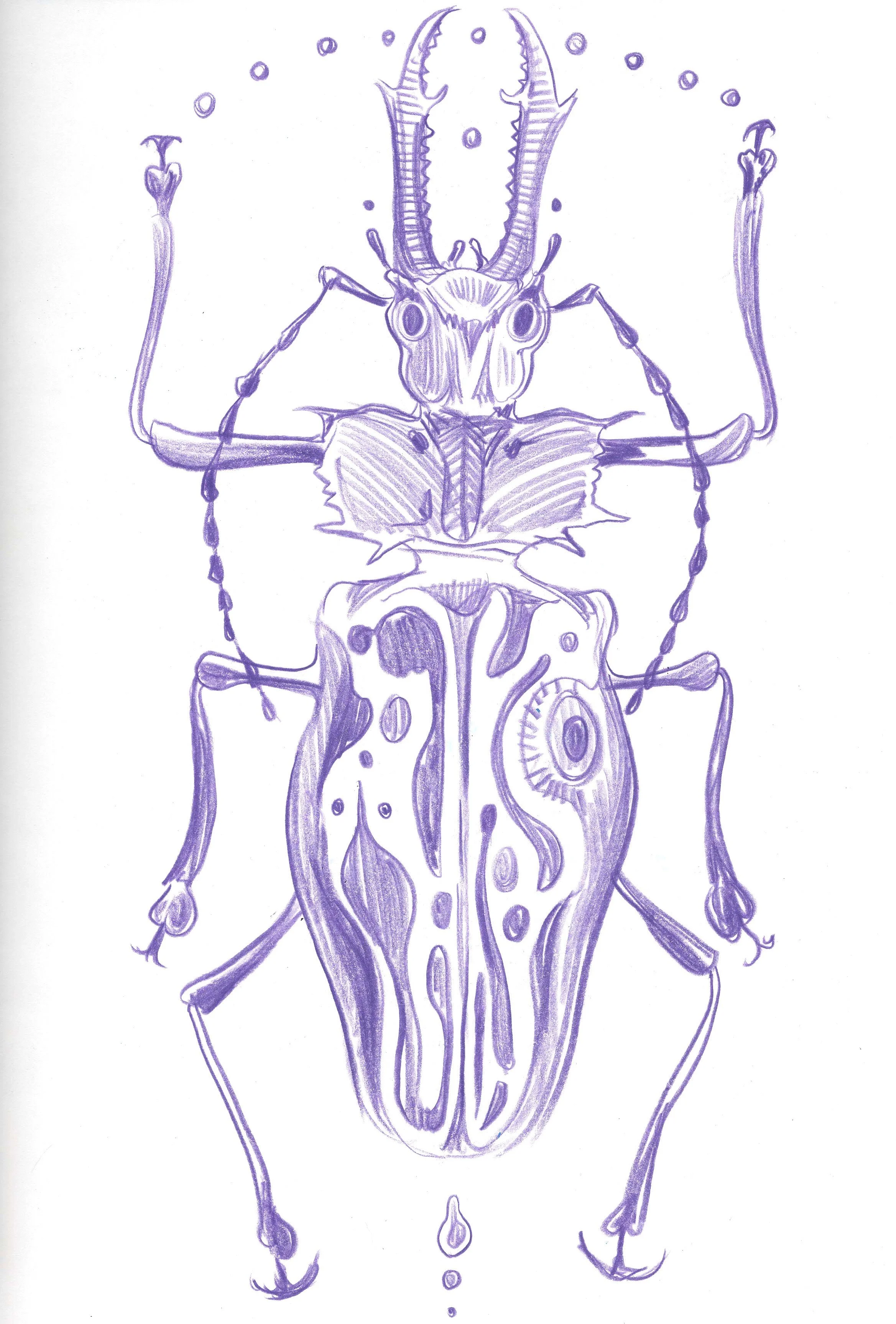 stagbeetle.jpeg