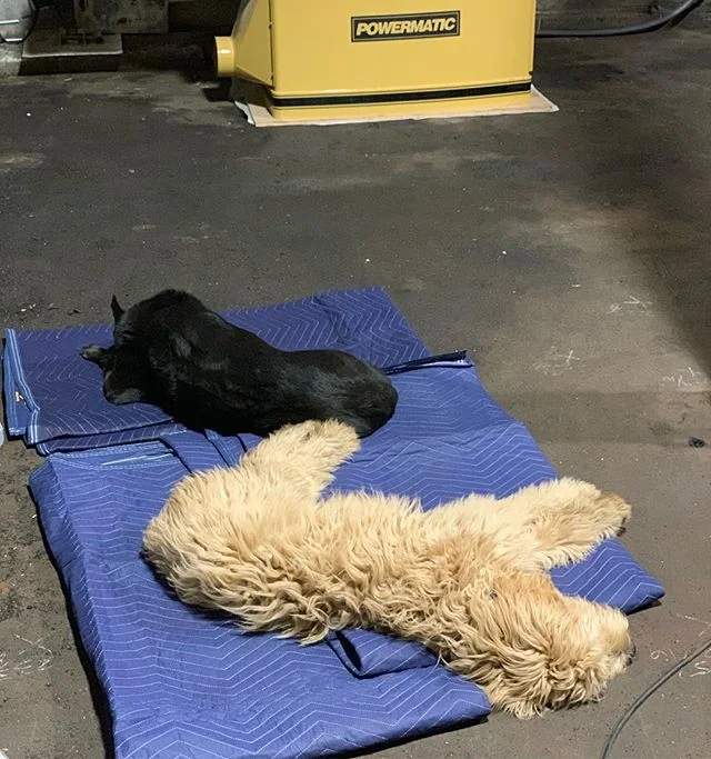 THESE guys! Just chillin next to Mama while she fixes her Tannewitz bandsaw. #shopdog #powermatic @powermatic.woodworking #tannewitz #mckenziegibson