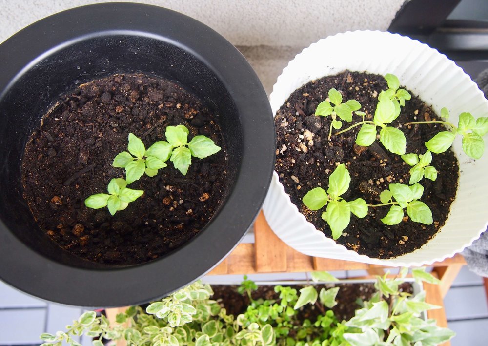 ２年前の大葉の種を植えて１ヶ月が経過 現在の様子は りすと私と暮らし