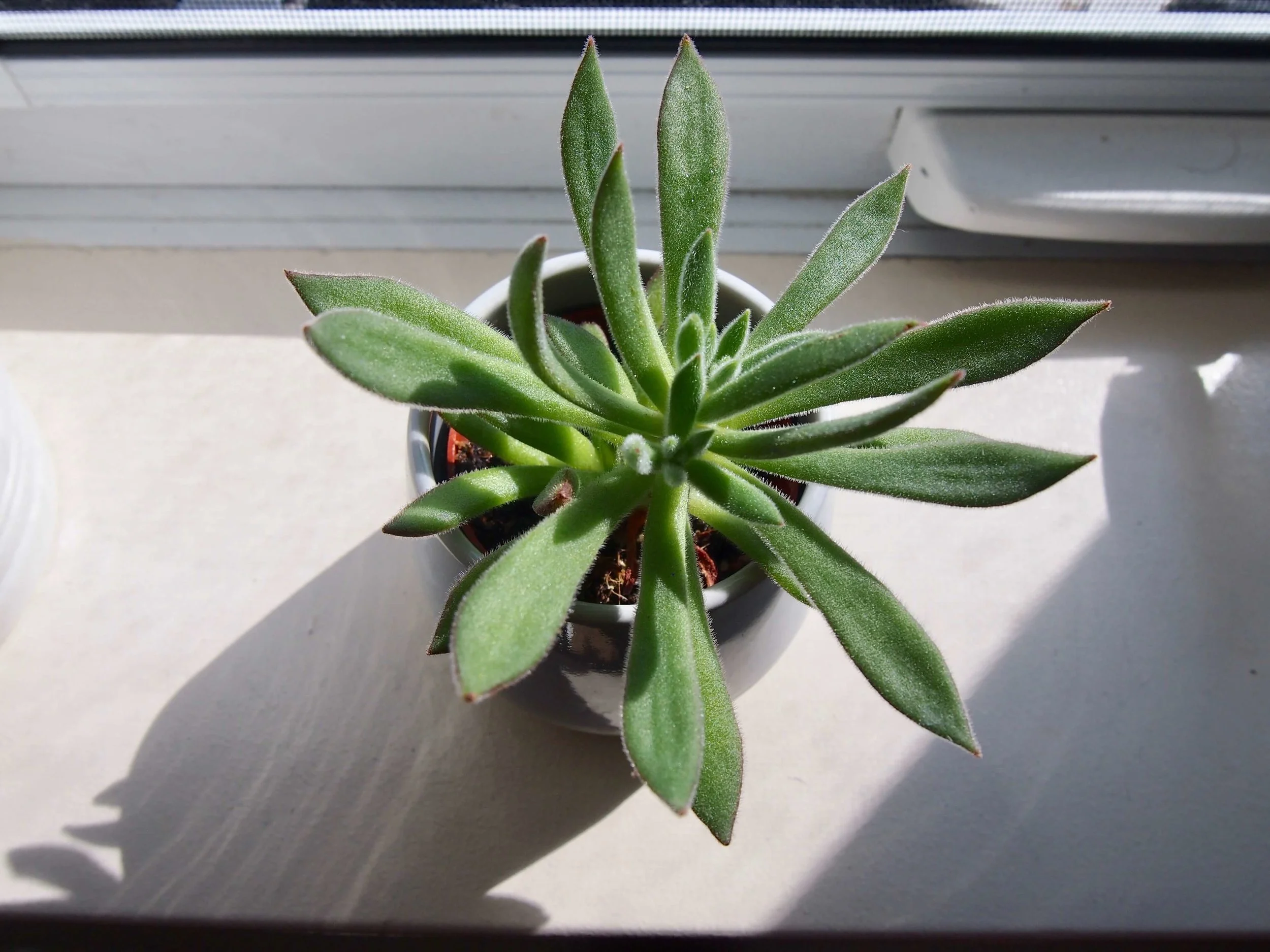 P8221781 (1).jpg