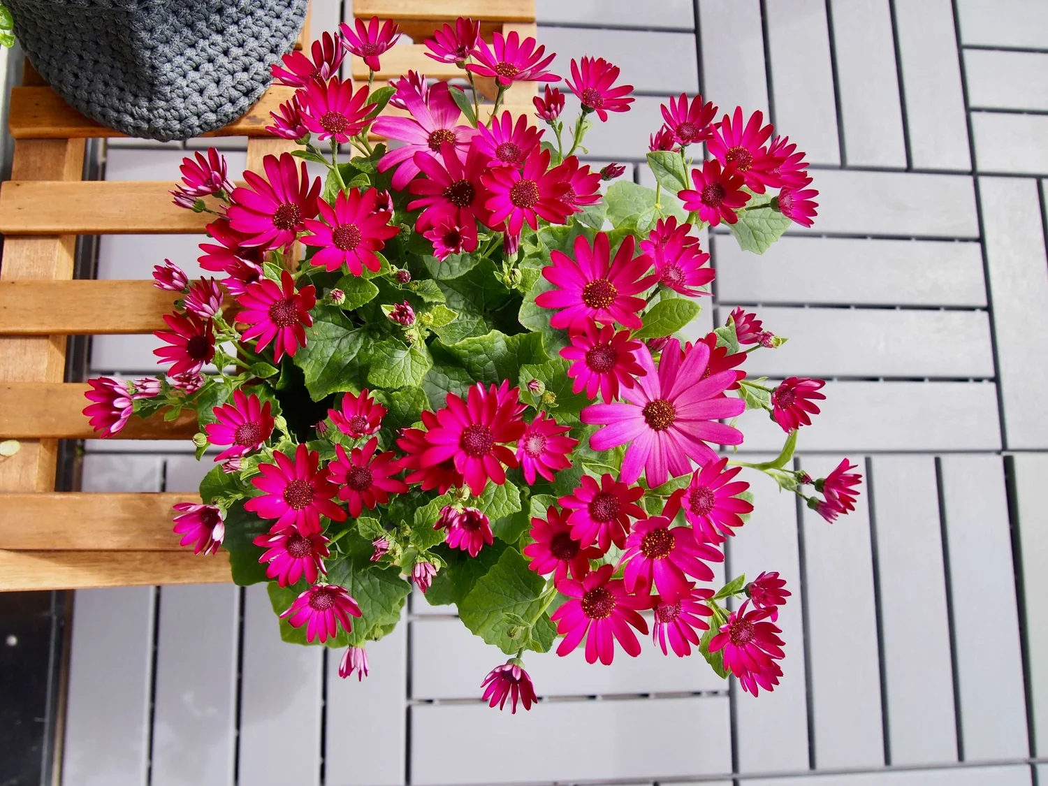 新たに加わったハーブ類をバルコニーへ 旬のいちごとバジルのドリンクを楽しむ りすと私と暮らし