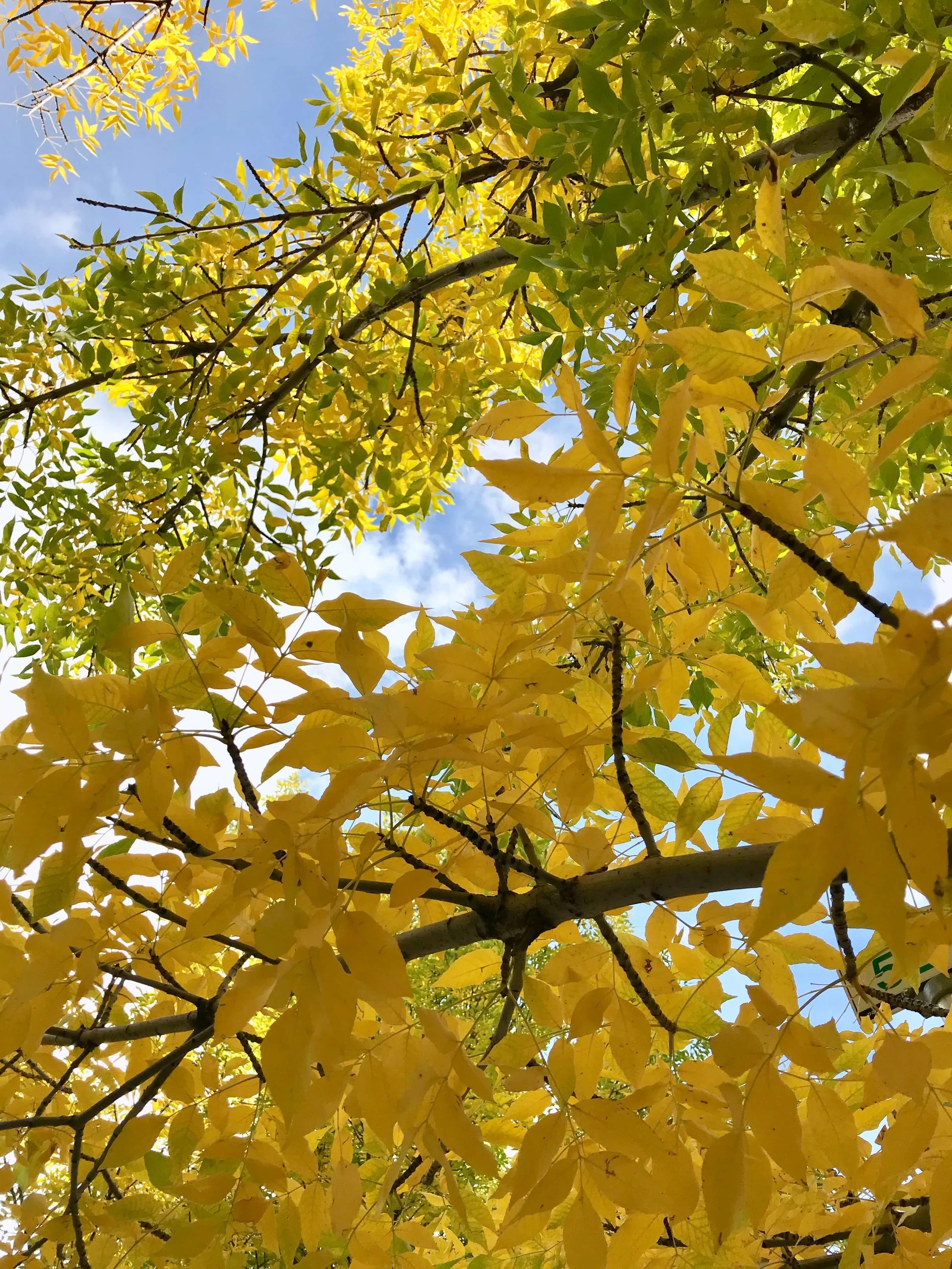 2019年の秋と私『りわ』について。