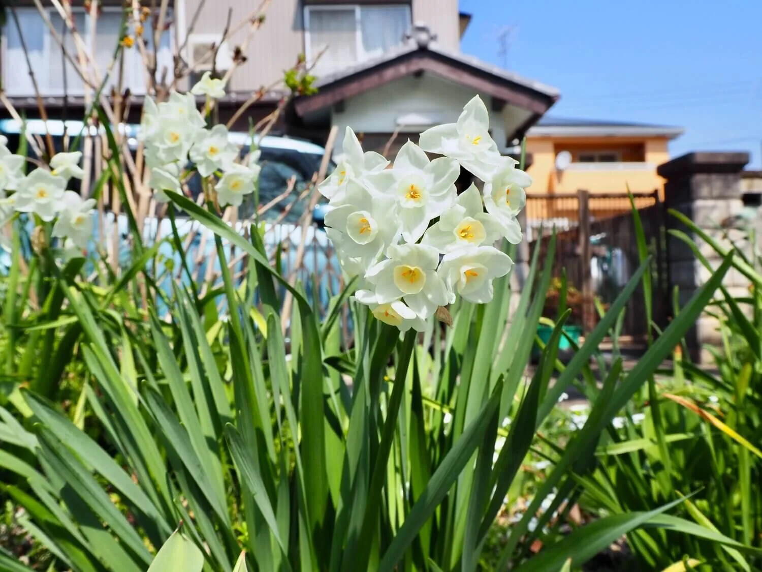 春の訪れを感じる散歩で気分転換＆コロナの状況。