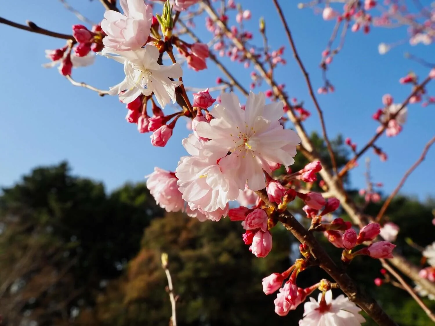 岐阜でも開花！２年ぶりに見る桜はこんな時だからこそ元気をくれる。