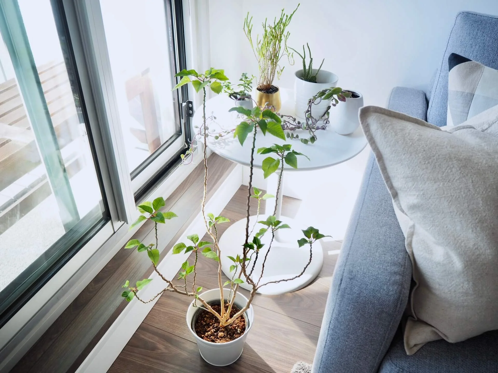14日間の自宅待機中。観葉植物に癒されたり、バルコニーで気分転換したり。