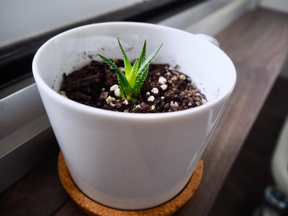 サボテンに異常が生じて2ヶ月放置 根腐れで私がした対処法 復活劇 りすと私と暮らし