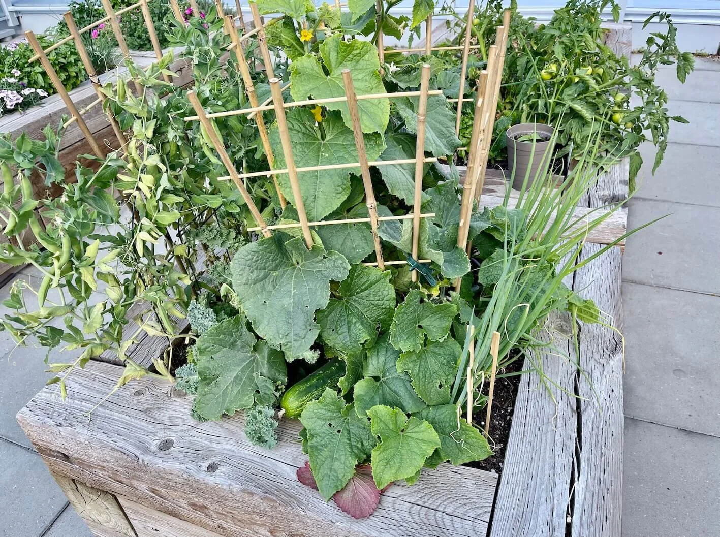 暮らしを楽しむ。家庭菜園で育ててるトマトやいちごの状況。