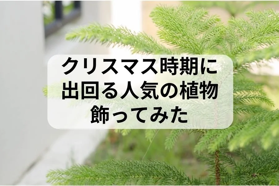 クリスマス時期に出る人気植物の名前わかった〜玄関に飾ったら素敵すぎた。