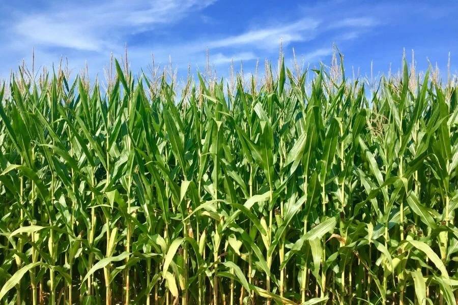 夏になると夫がいつも忘れる！些細なことだけど大事なこと。