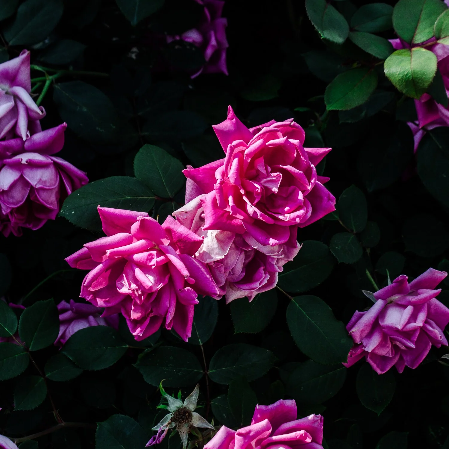 IMG_7716_flowers.JPG