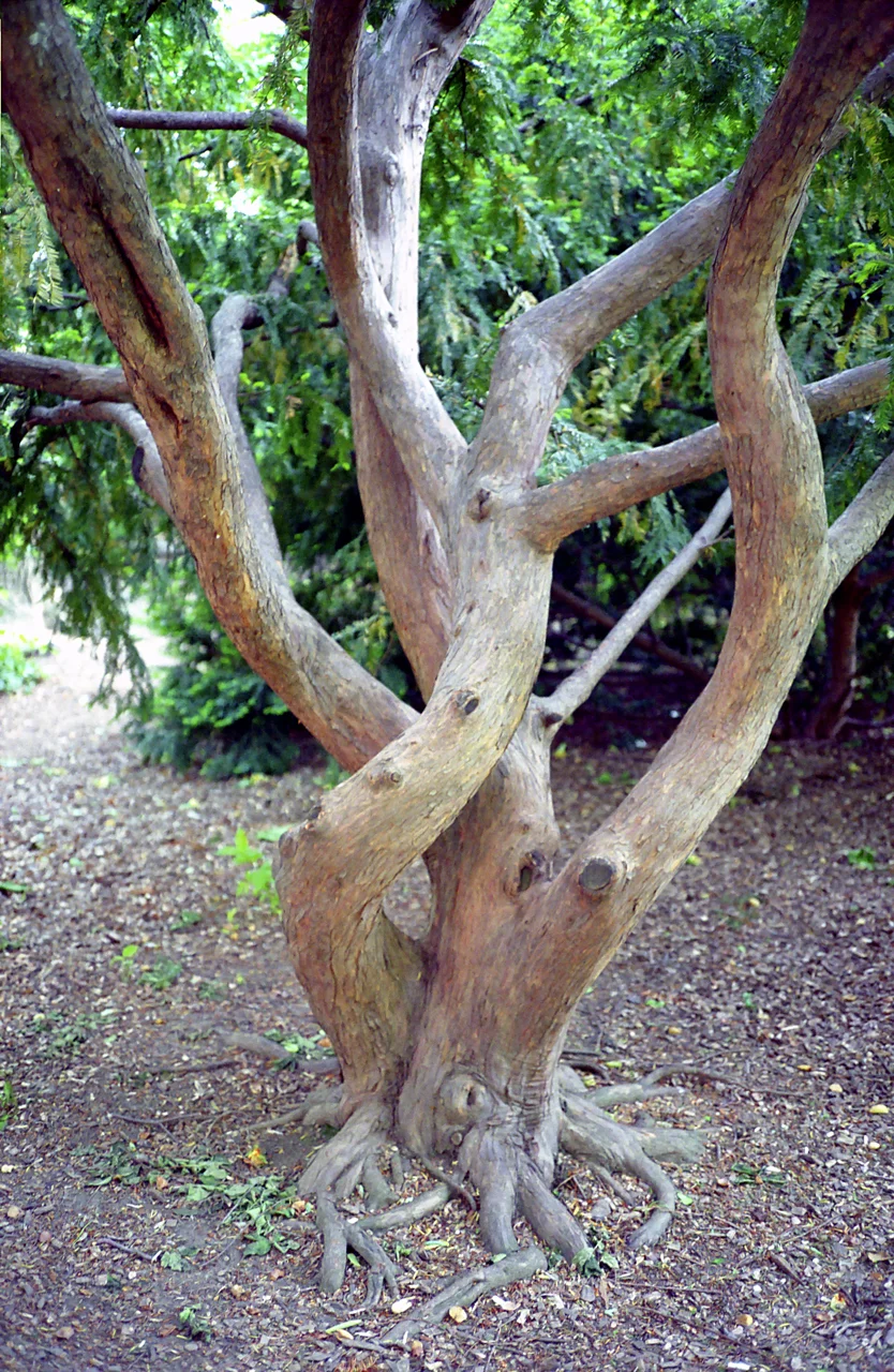 The Twisted Tree.jpg