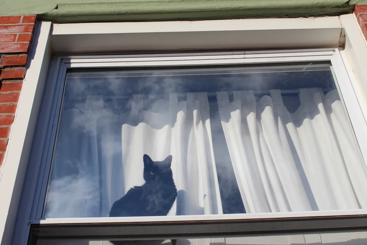 The Watch-Cat.jpg