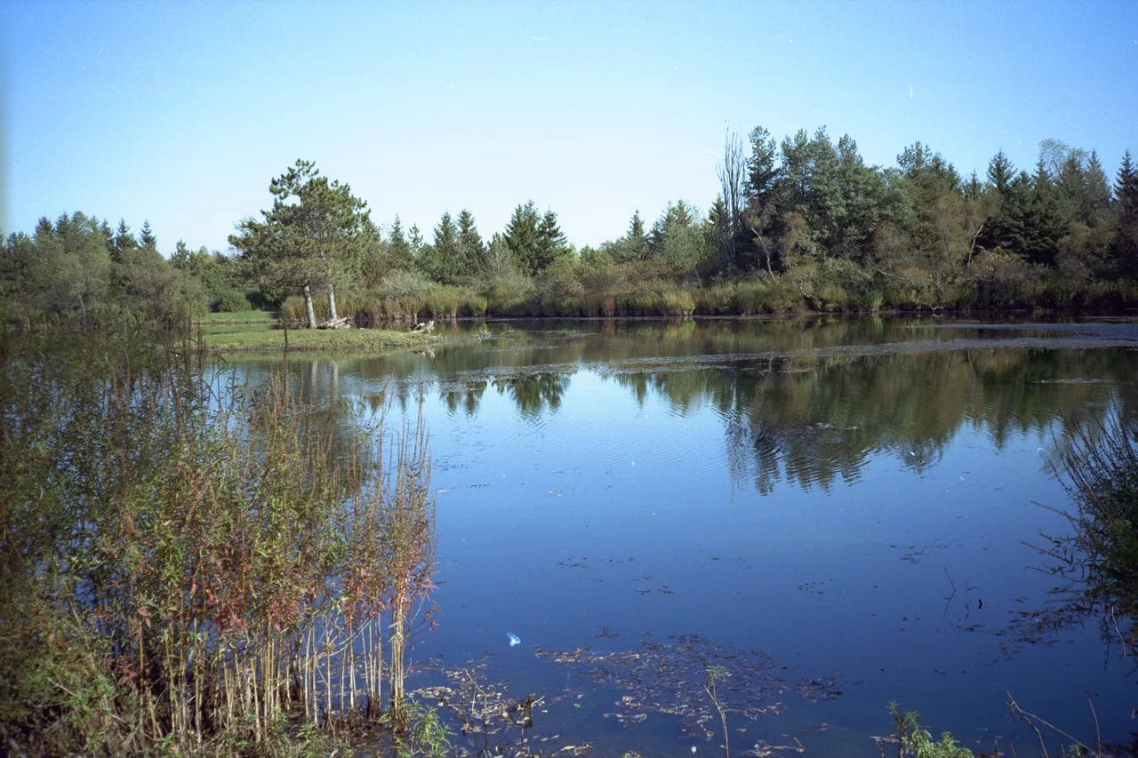 Autumn Reeds.jpg