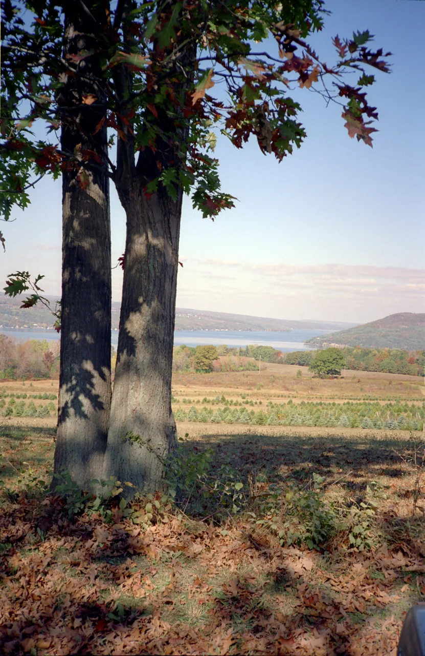Twin Trees at Wasson Farm.jpg