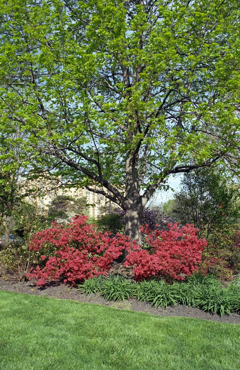 A Tree Grows in the Azalea Garden
