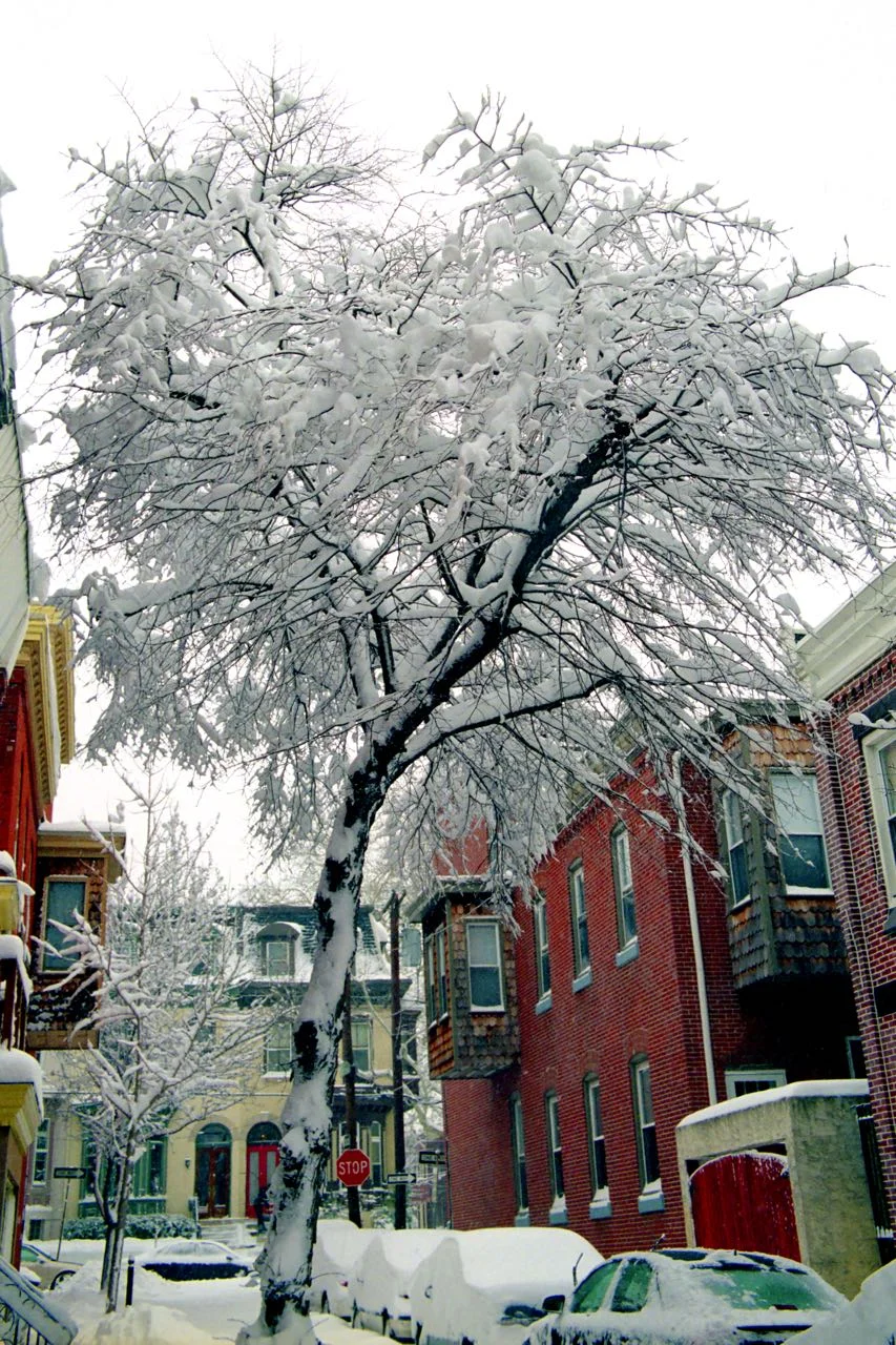 Frosted Tree on Swain Street