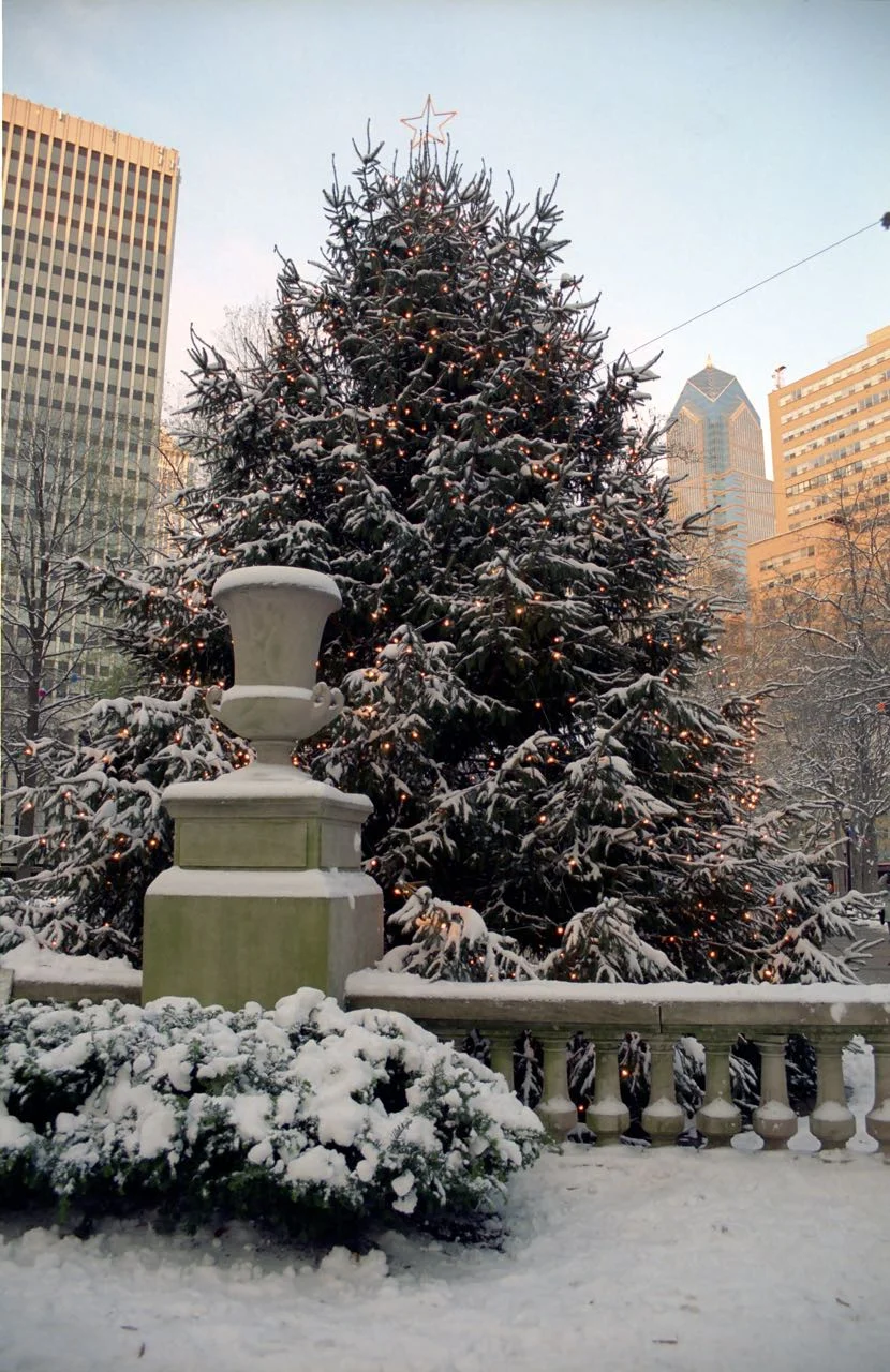 The Snow-Frosted Christmas Tree