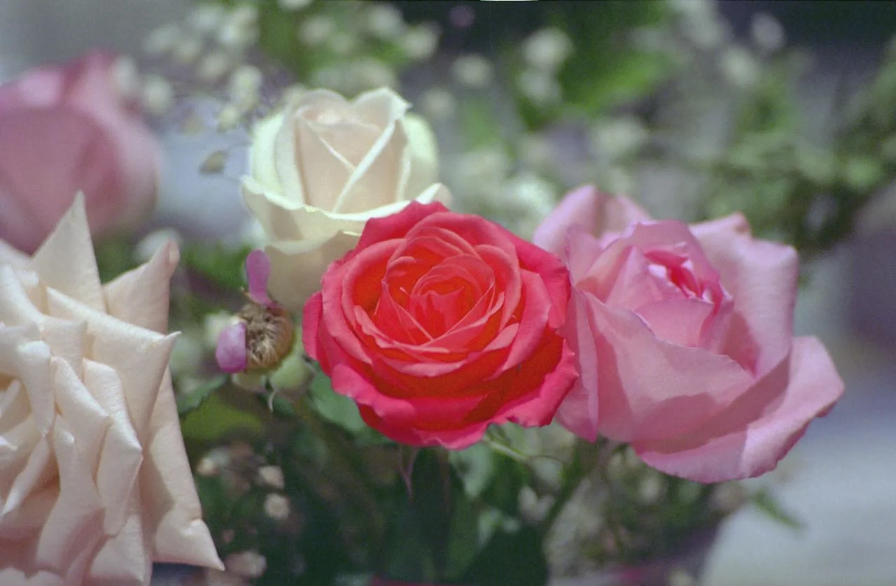 A Gift of Roses