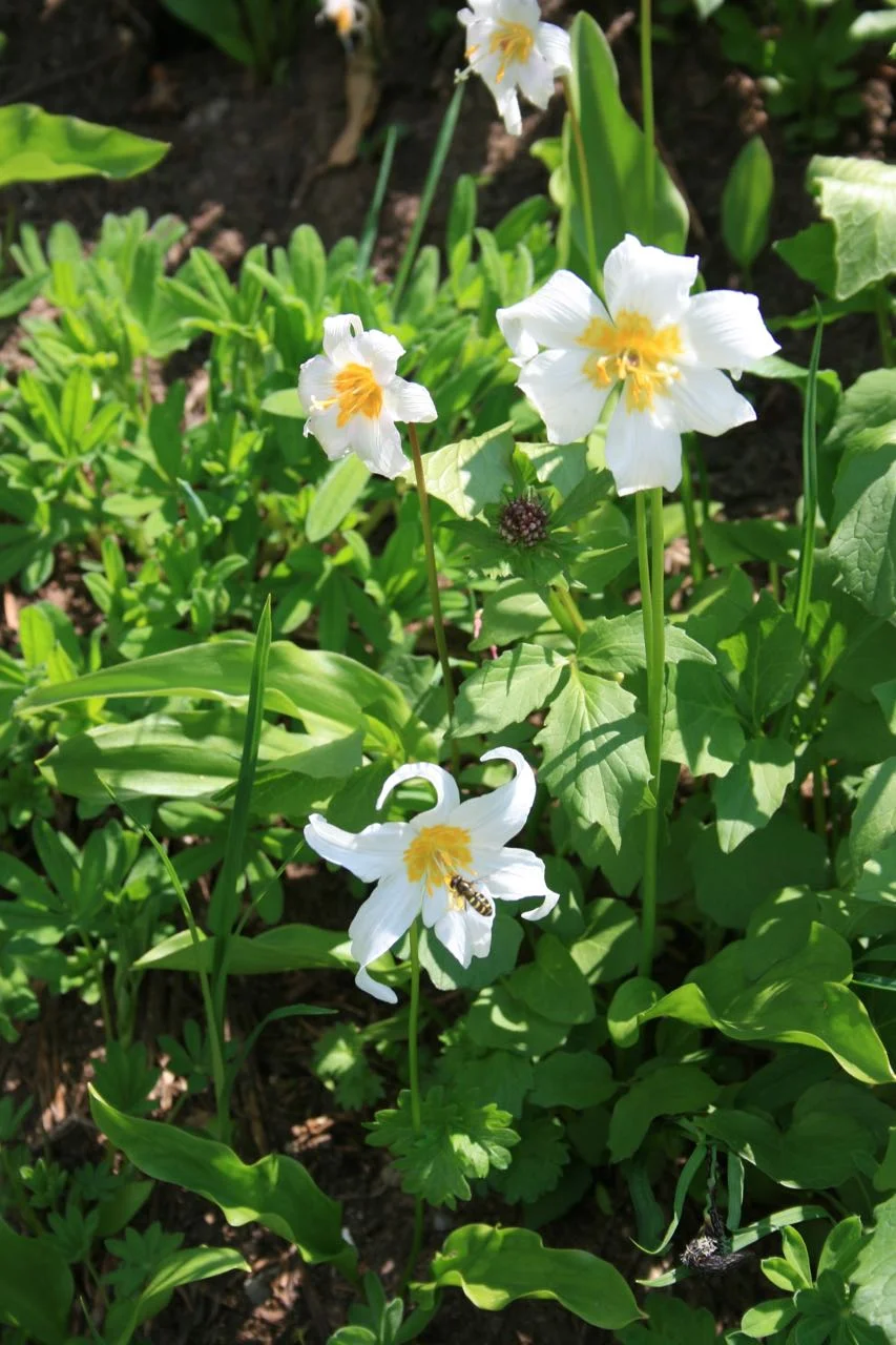 Bee-Youtiful Lilies