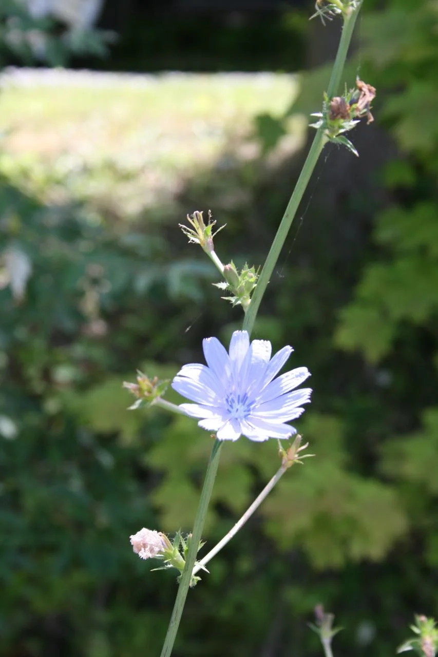 Chicory Dickory Dock