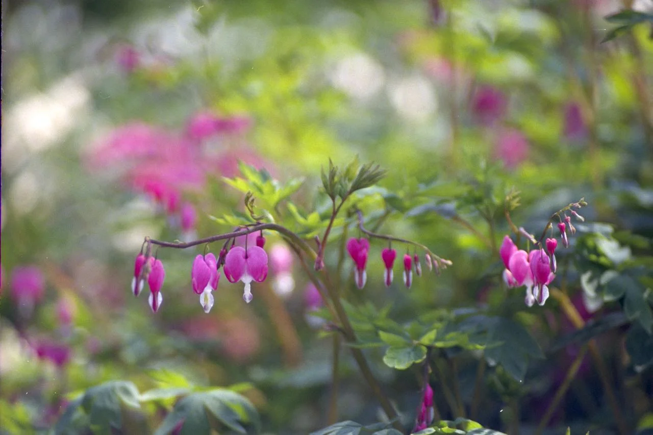 Garden Hearts
